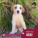 Adopta a Arai