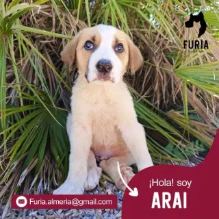 Arai