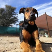 Adopta a Pani