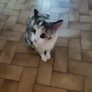 Nala