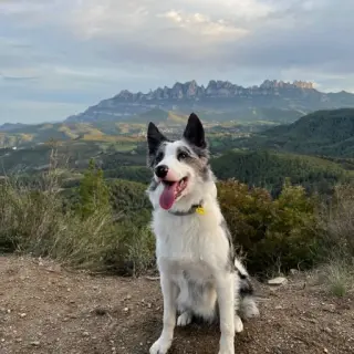 Tyson