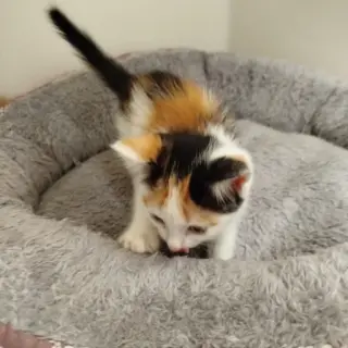 Mara