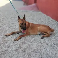 Adopta a Bambi