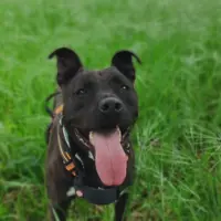 Adopta a Bruce
