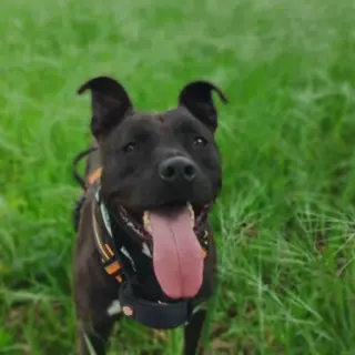 Bruce
