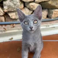 Adopta a Sindy Y Pimienta