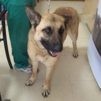 Adopta a Tiana