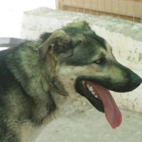 Adopta a Athor