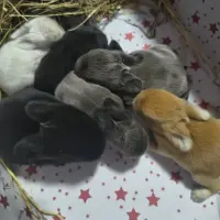 Adopta a Bebés