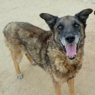 Bandi