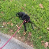 Adopta a Freya