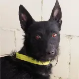 Adopta a Negra