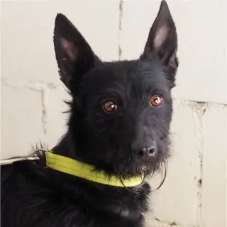 Negra