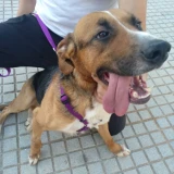 Adopta a Coko