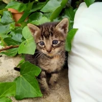 Adopta a Varias Camadas Gatitos