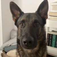 Adopta a Polo