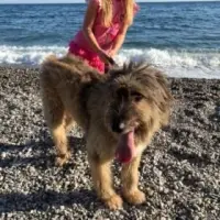Adopta a Pelón