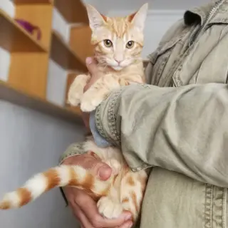 Serafín