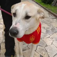 Adopta a Mery🤎🤍