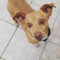 Adopta a Turrón
