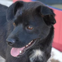 Adopta a Sultan