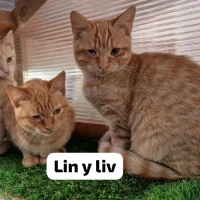 Adopta a Lin Y Liv