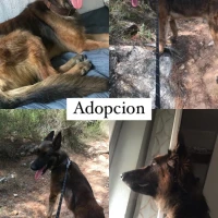 Adopta a Ulises