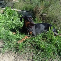 Adopta a Zoe