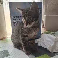 Adopta a Gala