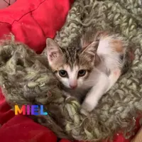 Adopta a Miel