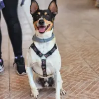 Adopta a Friz