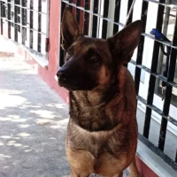 Adopta a Atenea
