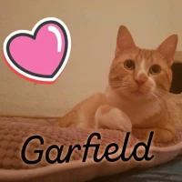 Adopta a Garfield