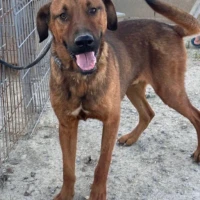 Adopta a Franco