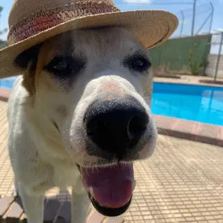 Thabor