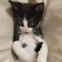 Adopta a Bigotes