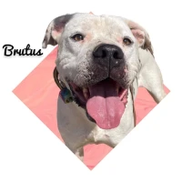 Adopta a Brutus