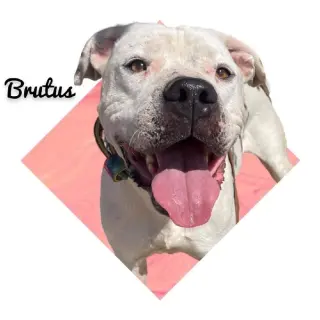 Brutus