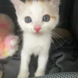 Adopta a Banana