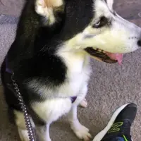 Adopta a Larios