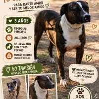 Adopta a Ares