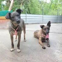 Adopta a Kiara Y Anya