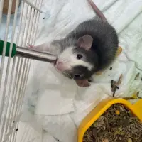 Adopta a Dumbo