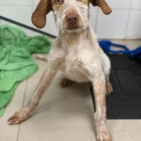 Adopta a Trash