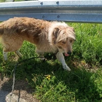 Adopta a Kai