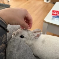 Adopta a Rabbit