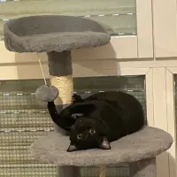 Adopta a Negri