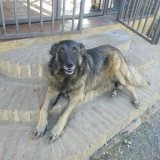 Adopta a Balto