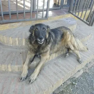 Balto