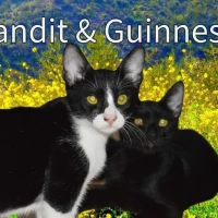 Adopta a Bandit @ Guinness